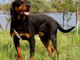 Bulgarian scenthound